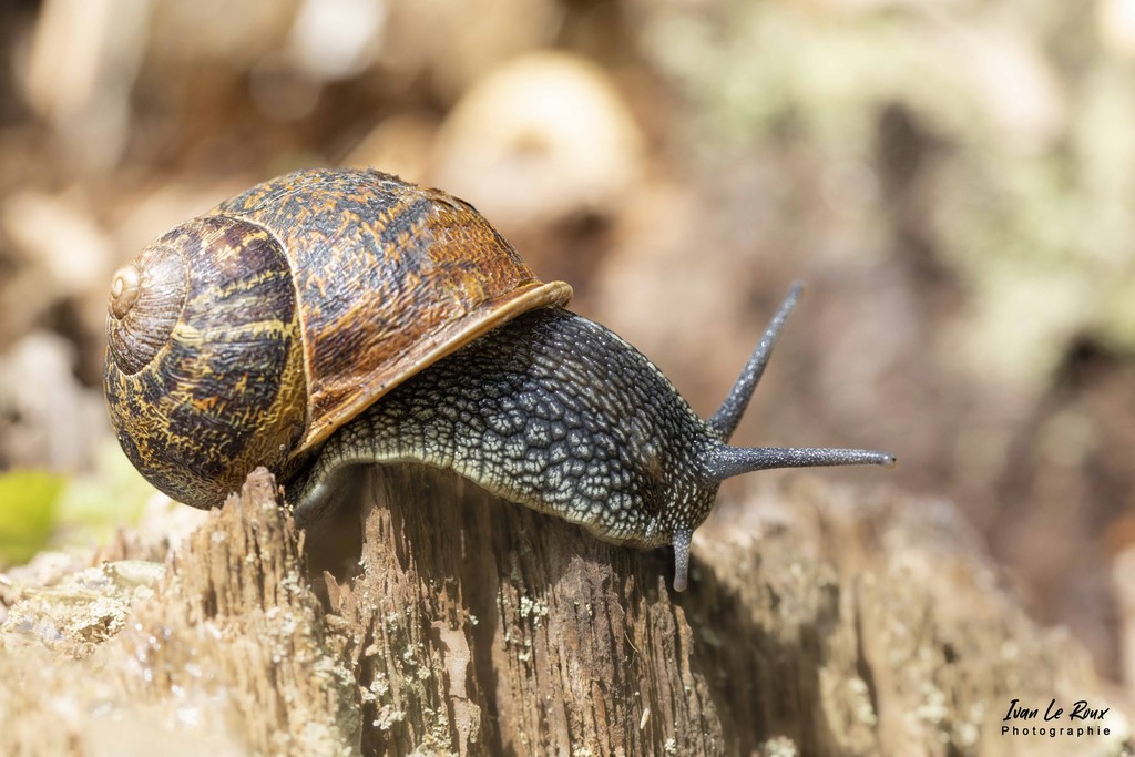 Le Gastéropode - Romilly-la-Puthenaye (27) - 2022 Escargot