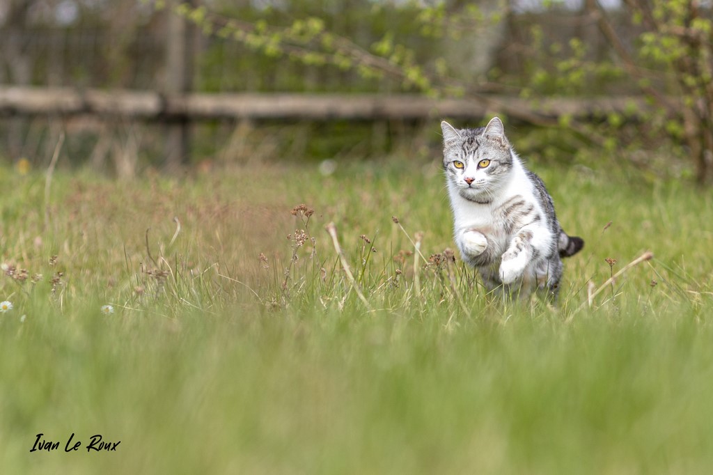Charlie le Chat en Action !  - 2021 - Romilly-la-Puthenaye - Eure 27 - Photographe animalier Ivan Le Roux 