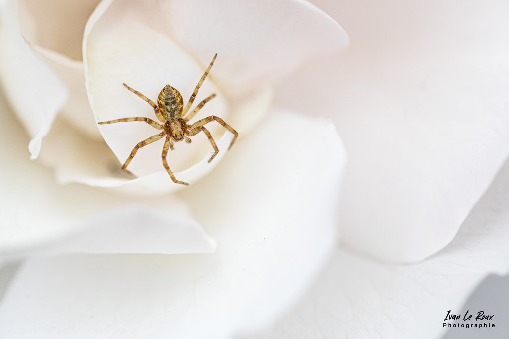 Toute petite riquiqui... - Romilly-la-Puthenaye (27) - 2022 - Araignée Normandie