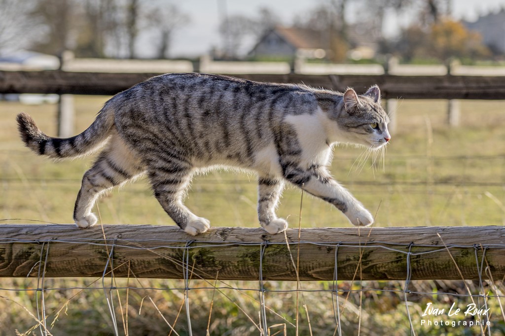 Chat Charlie entretien sa forme... - 2021