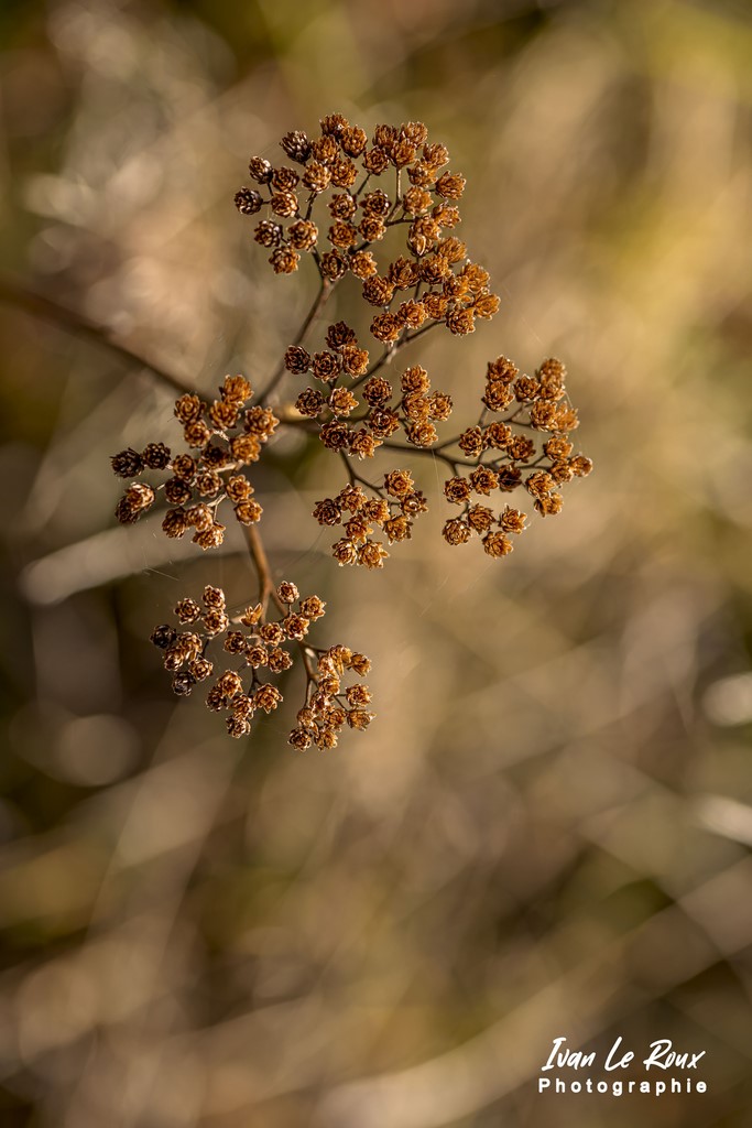 Couleurs d'automne - 2021 - macro