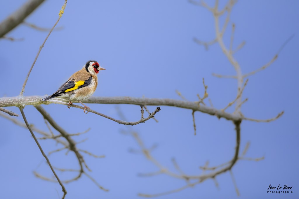 Chardonneret Elégant - 2022 ivan Le Roux