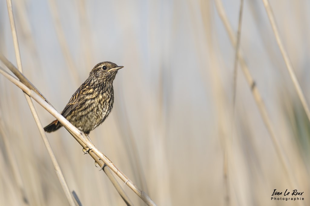 Gorge-Bleue à Miroir Juvénile - Estuaire de la Seine (76) - 2022 - Photo Ivan Le Roux