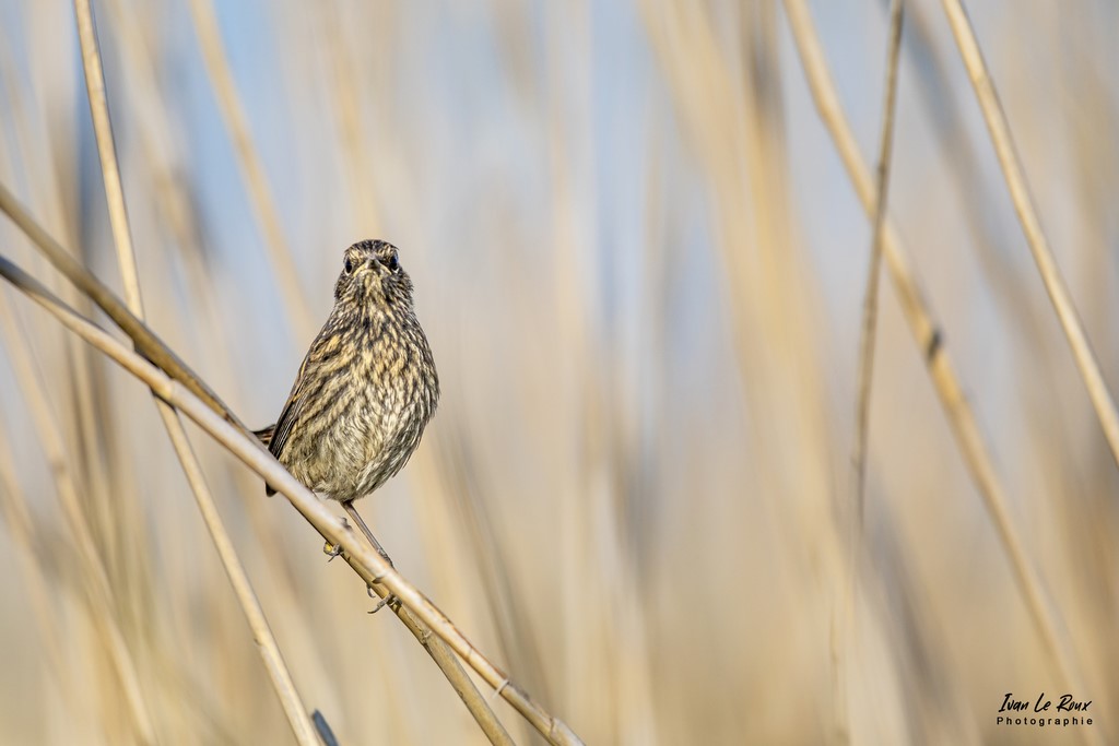 Gorge-Bleue à Miroir Juvénile - Marais de l'Estuaire de la Seine (76) - 2022 Roselière
