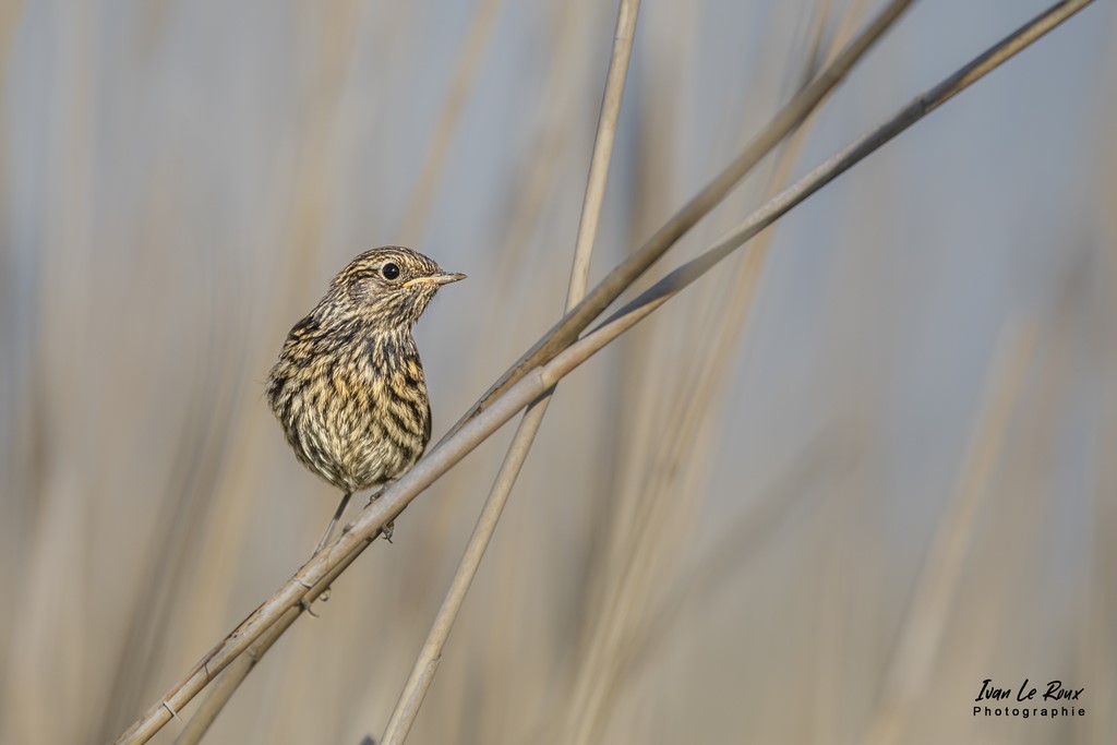 Gorge-Bleue à Miroir Juvénile - Estuaire de la Seine (76) - 2022