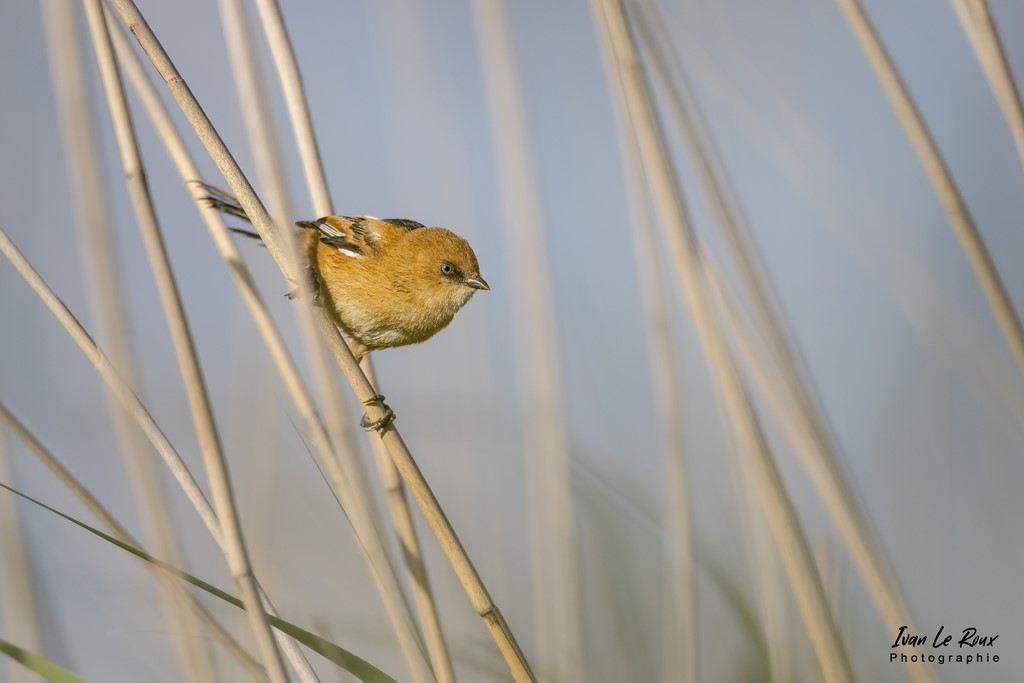 Panure à Moustaches (femelle) - Marais de l'Estuaire de la Seine (76) - 2022 - Ivan Le Roux ,Photos