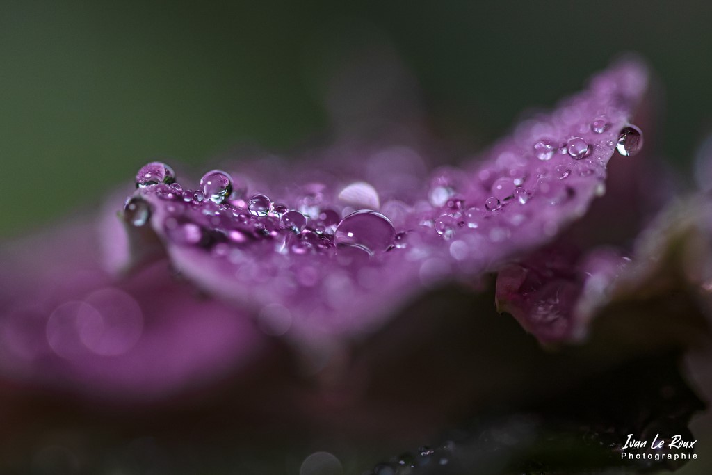 Gouttes d'eau sur feuillage - ivan le roux macrophotographie
