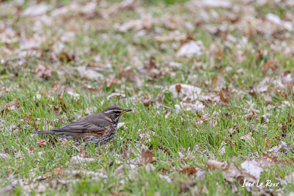 "Les Oiseaux du Jardin" - Grive Mauvis - 2021
