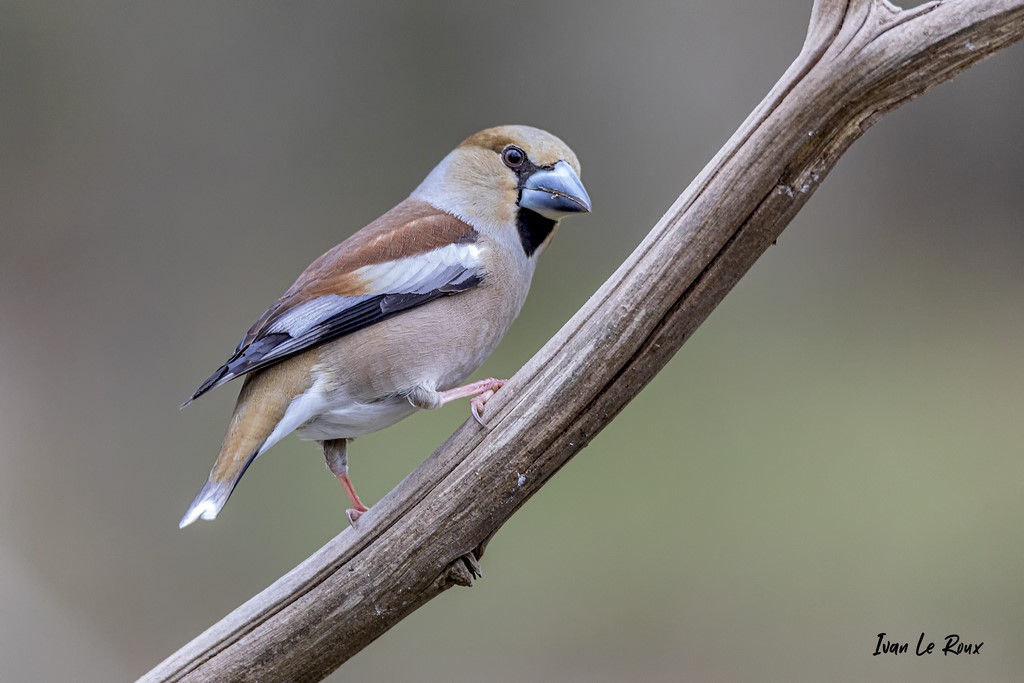 "Les Oiseaux du Jardin" - Grosbec Casse-Noyaux (femelle) - 2021 - Normandie