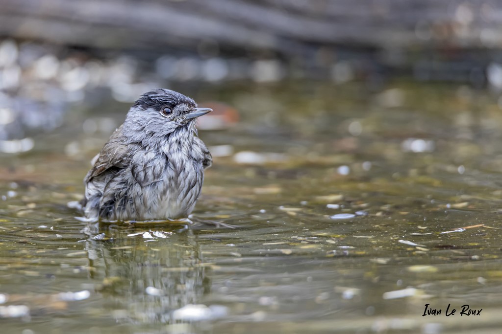 "Les Oiseaux du Jardin" - Baignade de la Fauvette à Tête Noire - 2021