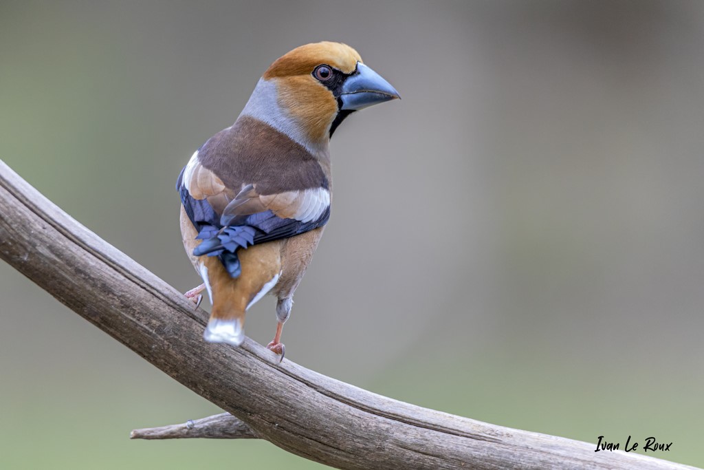 "Les Oiseaux du Jardin" - Grosbec Casse-Noyaux (mâle) - 2021 - Normandie - Photographe Ivan Le Roux - Romilly-la-puthenaye (27) - Eure
