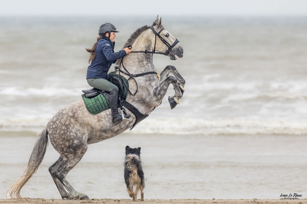 la-Puthenaye (27) - 2023 - Canon EOS R7 -  Sigma 500 mm F/4 OS HSM SPORT Normandie