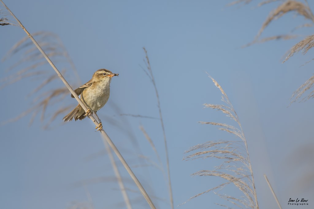 Phragmite des Joncs - Estuaire de la Seine (76) - 2022 - Normandie