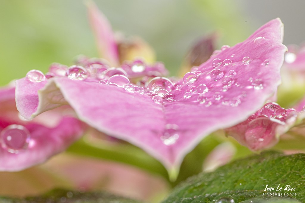 Perles de pluie en macro photo - 2021 - Raynox DCR-250