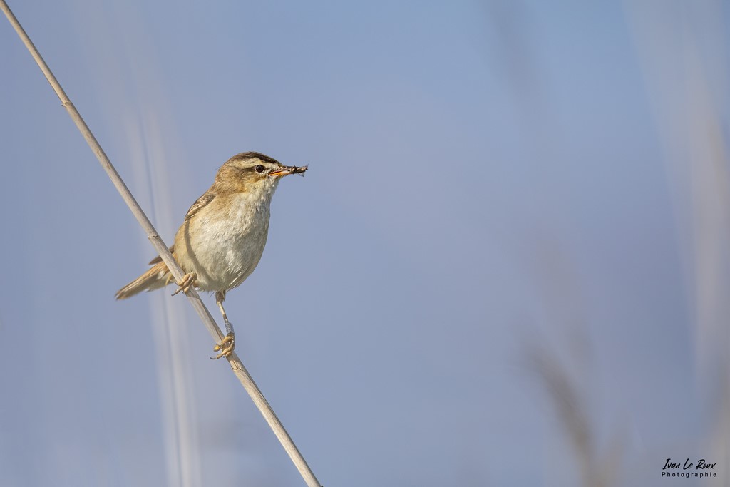 Phragmite des Joncs - Estuaire de la Seine (76) - 2022 - Roselière Normandie