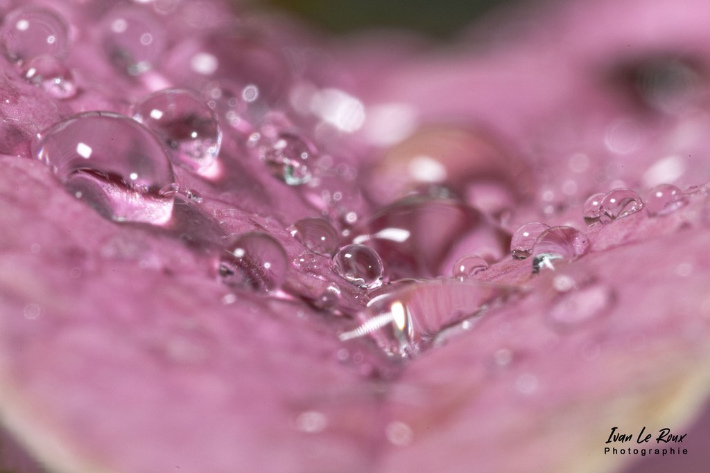 Gouttes d'eau sur feuille  macro photo