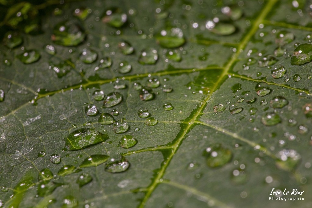 Perles de pluie sur feuille avec Sigma 105 macro et lentille Raynox Dcr-250 - 2021