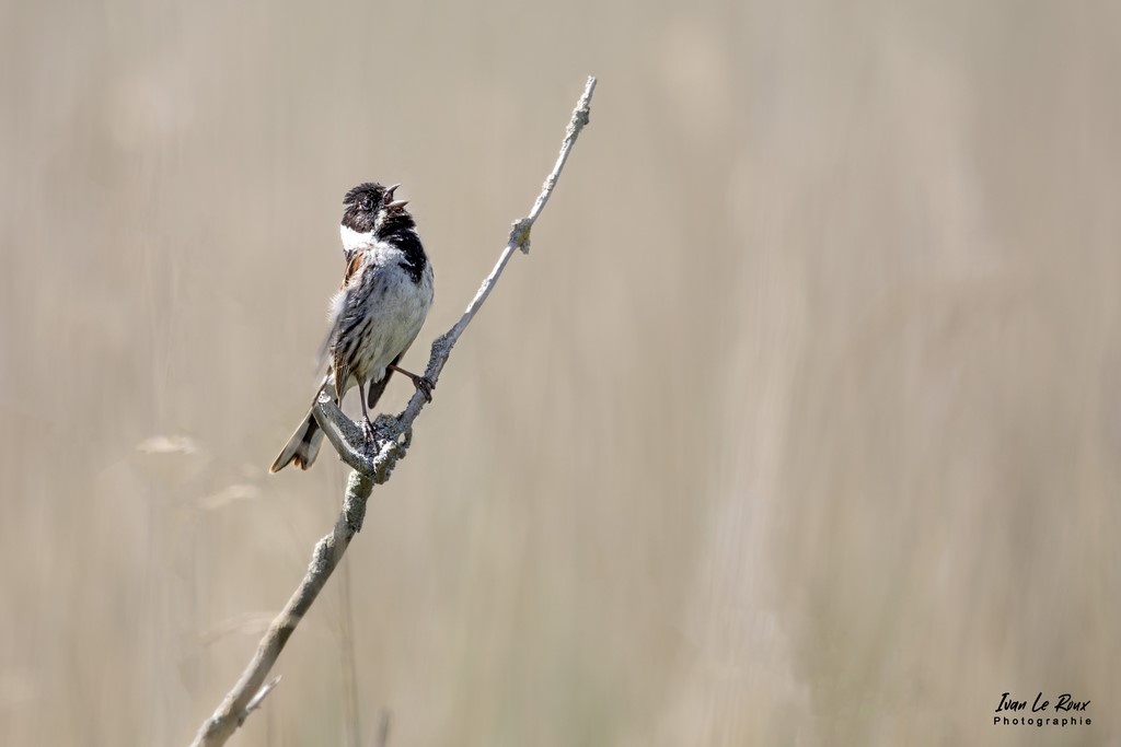 Chant du Bruant des Roseaux - Marais de l'Estuaire de la Seine (76) - 2022 - Ivan Le Roux