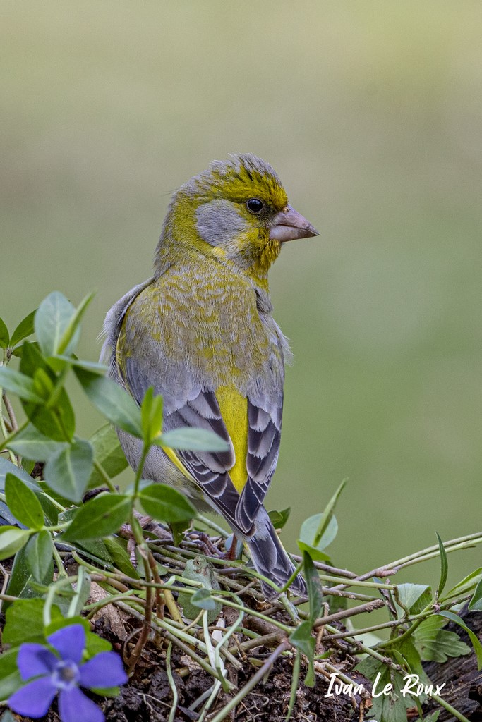 "Les Oiseaux du Jardin" - Verdier d'Europe - 2021 - Ivan Le ROux Photographe