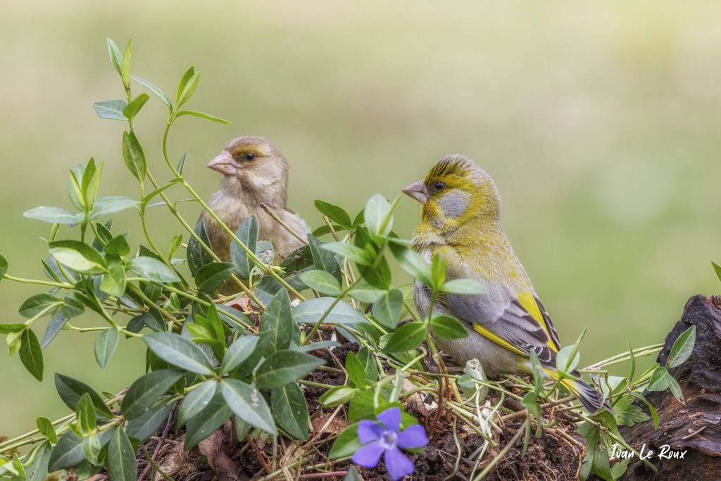 "Les Oiseaux du Jardin" - Couple de Verdiers d'Europe dans les pervenches - 2021 - Ivan Le Roux Photographe - Normandie - Romilly-la-Puthenaye (27) Eure