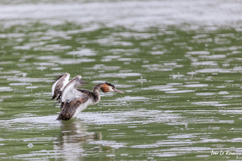 Grèbe Huppé sous la pluie