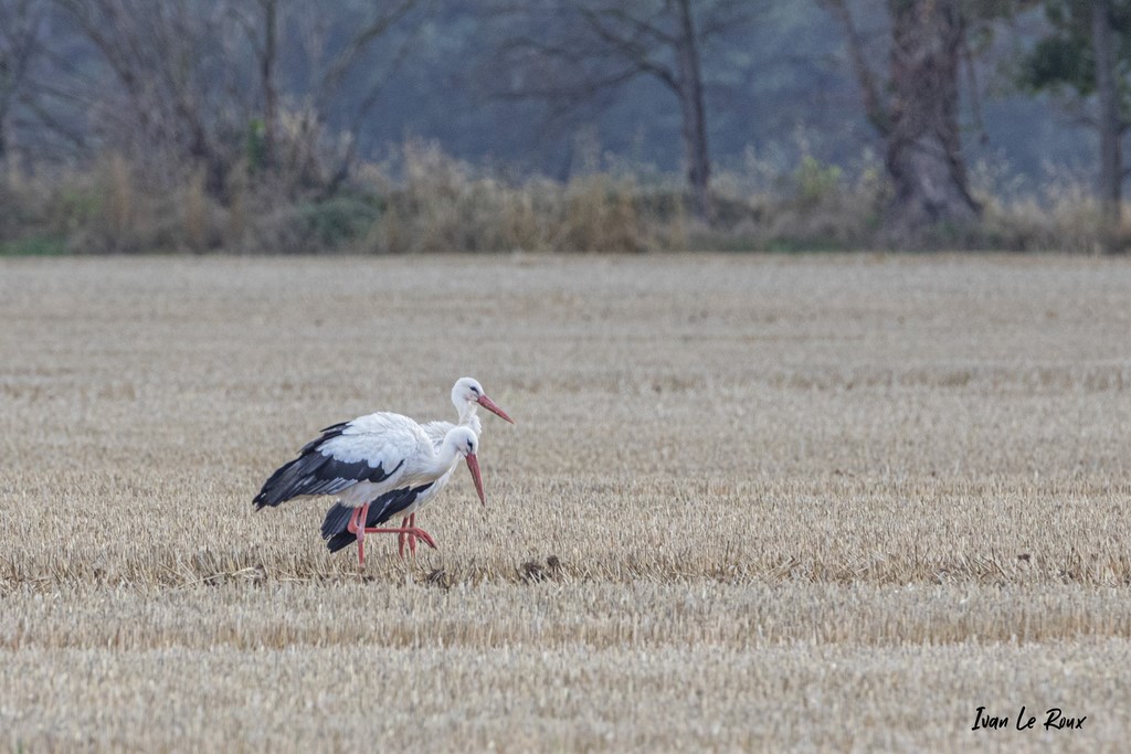 Les Cigognes font une halte à Romilly-la-Puthenaye (27)