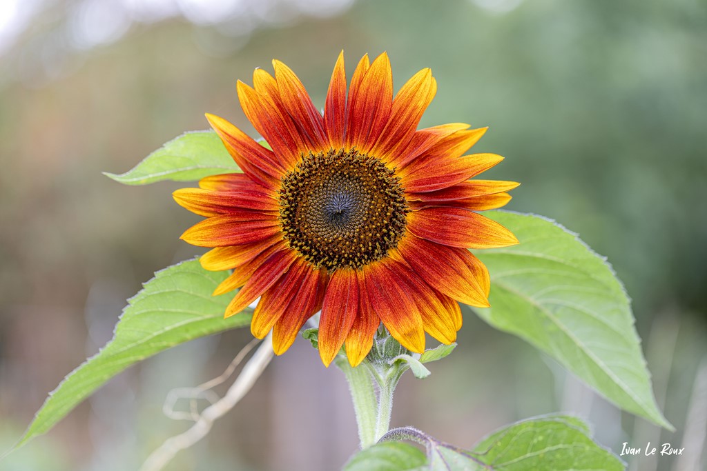 Tournesol orange Ivan Le Roux