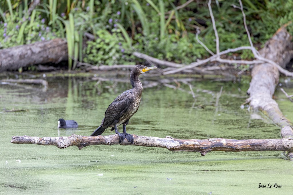 Le Grand Cormoran sur sa branche - 2020