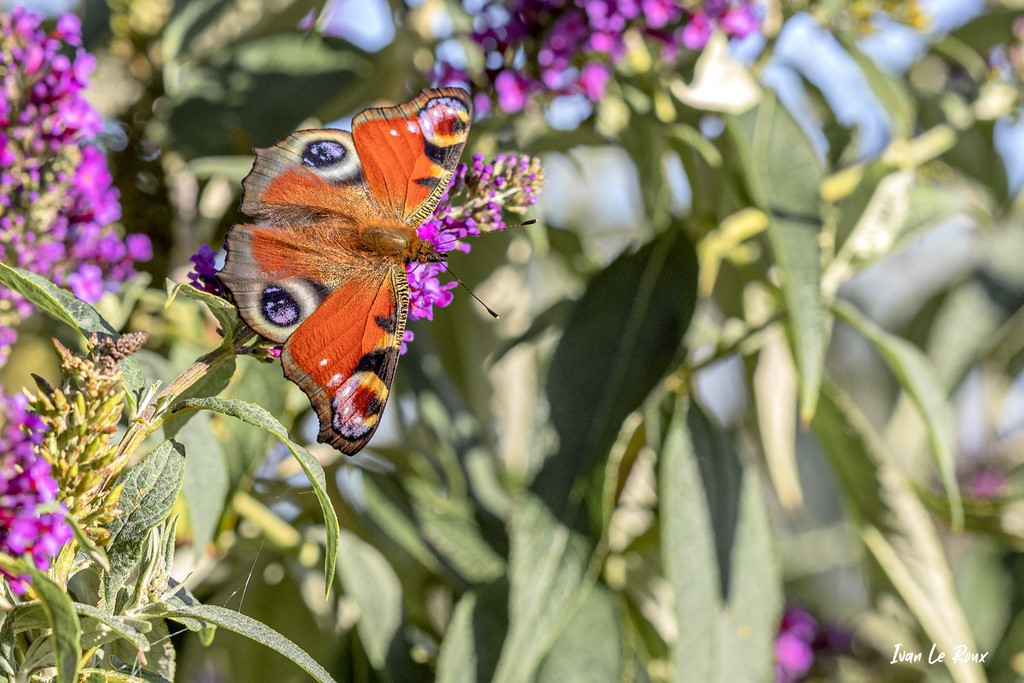 Le Paon du Jour - 2020