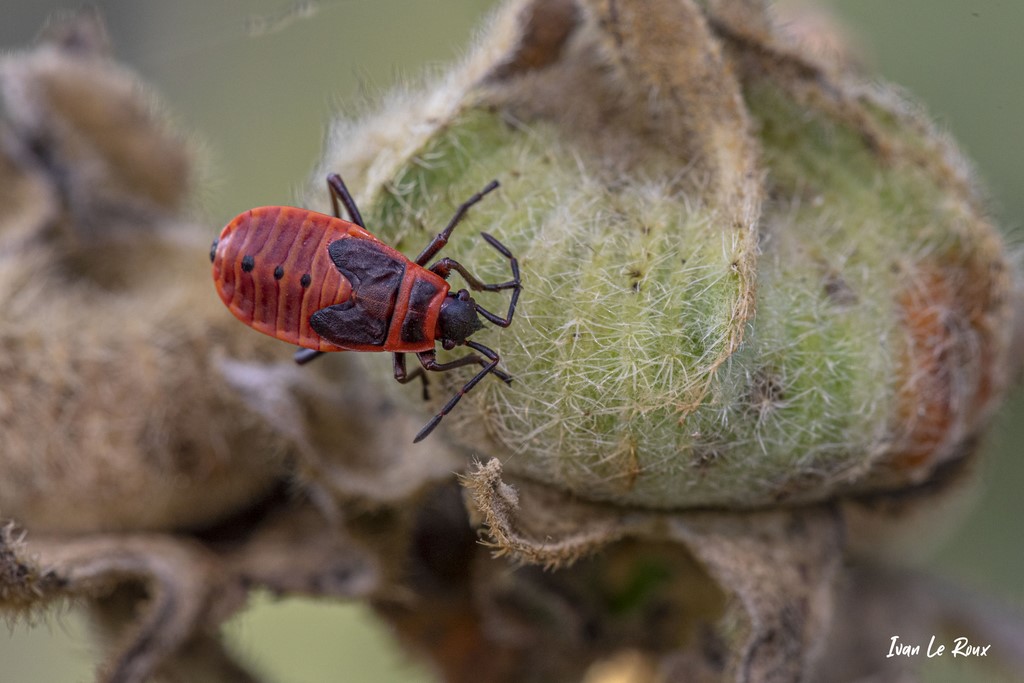 Nymphe de Punaise Rouge (Gendarme) - 2020