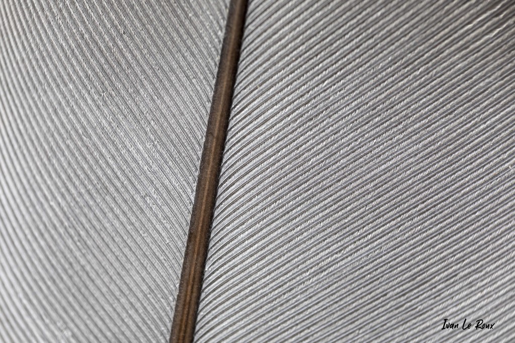 Macro Photo de plume Ivan Le Roux Photographe EF 100 2.8L Canon