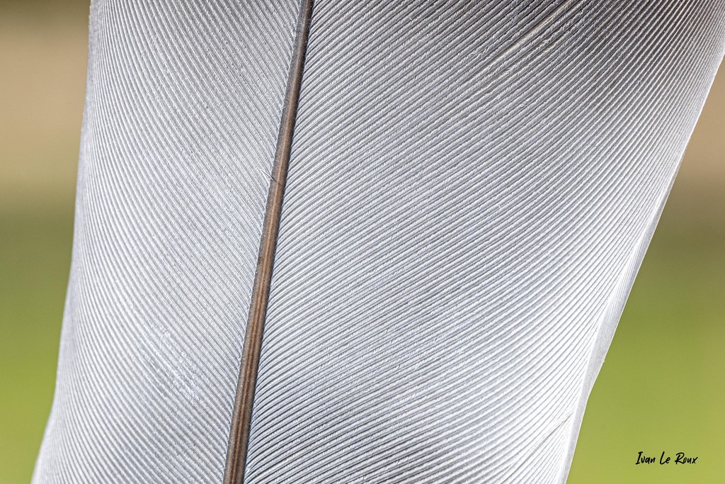 Macro Photo de plume Ivan Le Roux Photographe