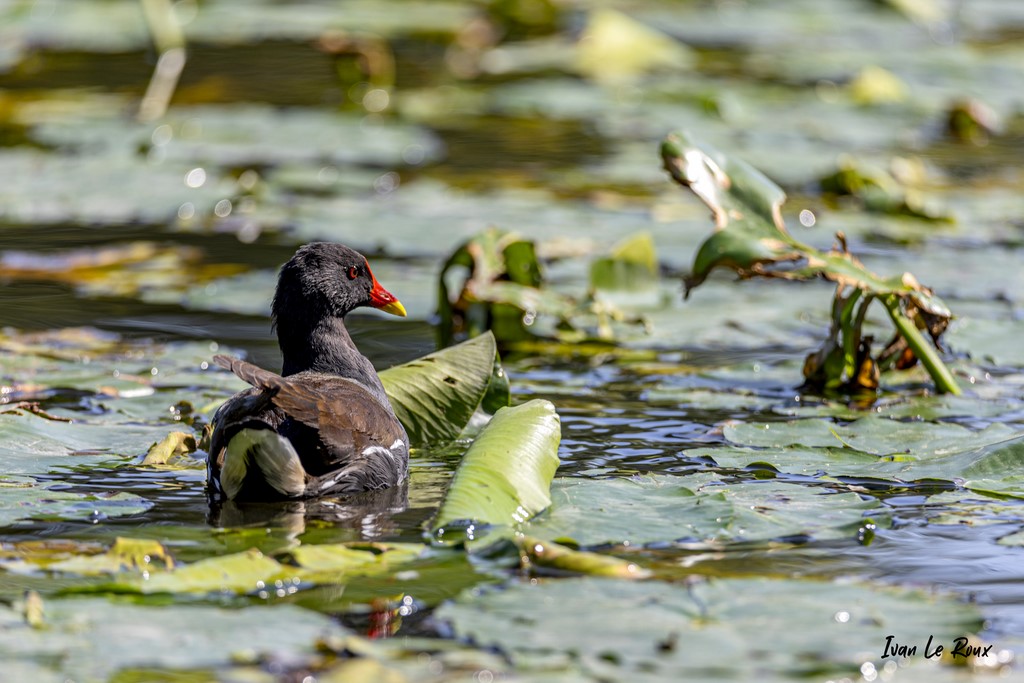 Gallinule Poule d'Eau