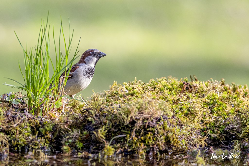 "Les Oiseaux du Jardin" - Moineau domestique (mâle) - 2021