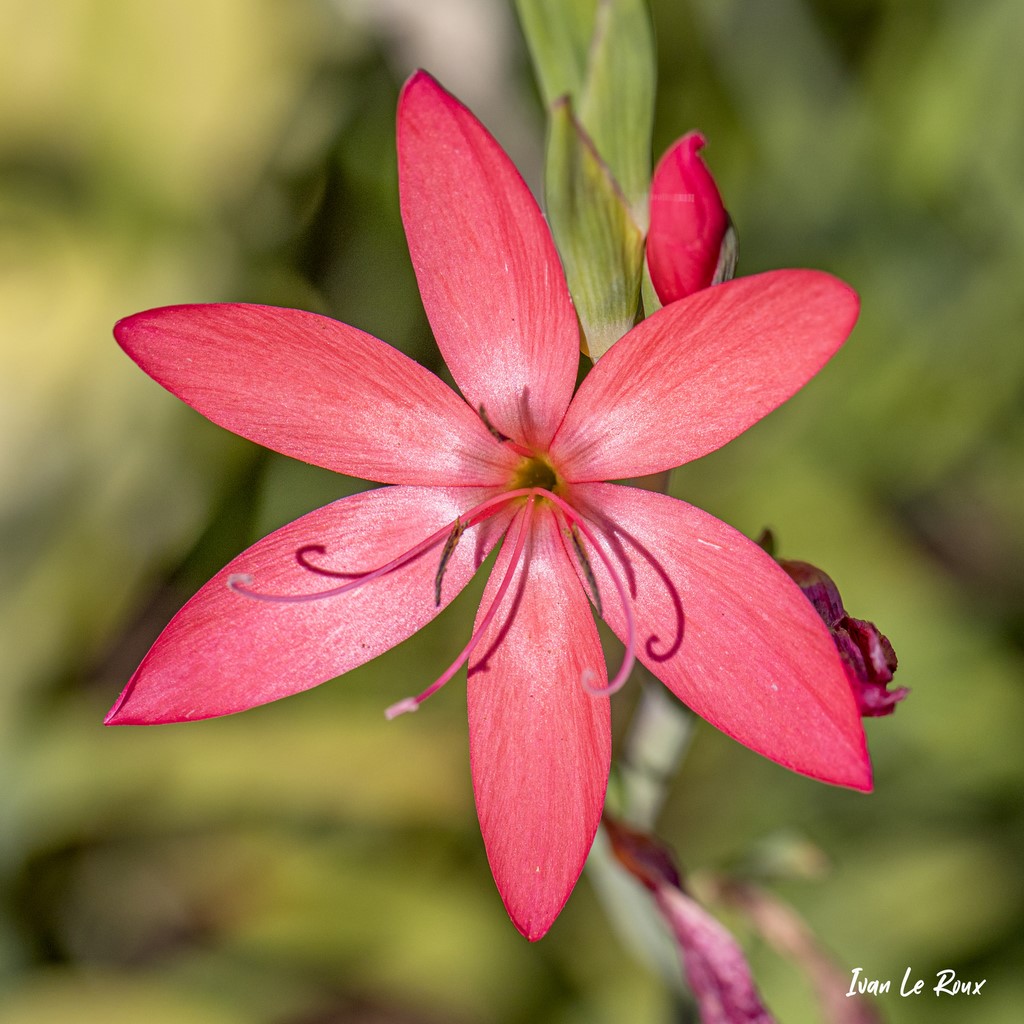 Jardins suspendus du Havre (76)