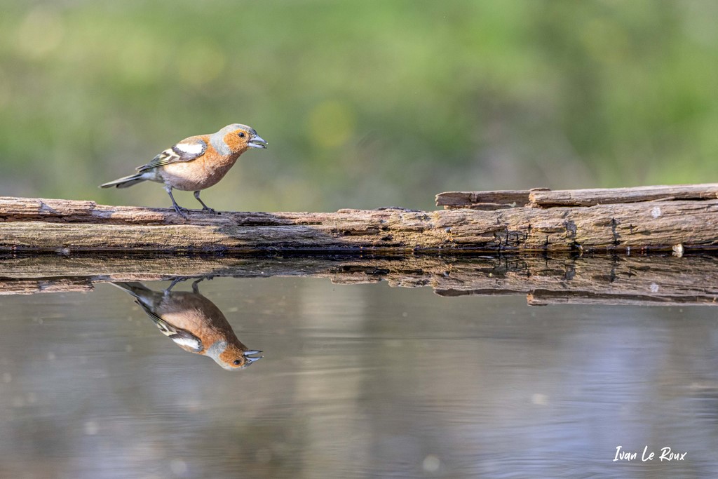"Les Oiseaux du Jardin" - Reflet Pinson des Arbres (mâle) - 2021