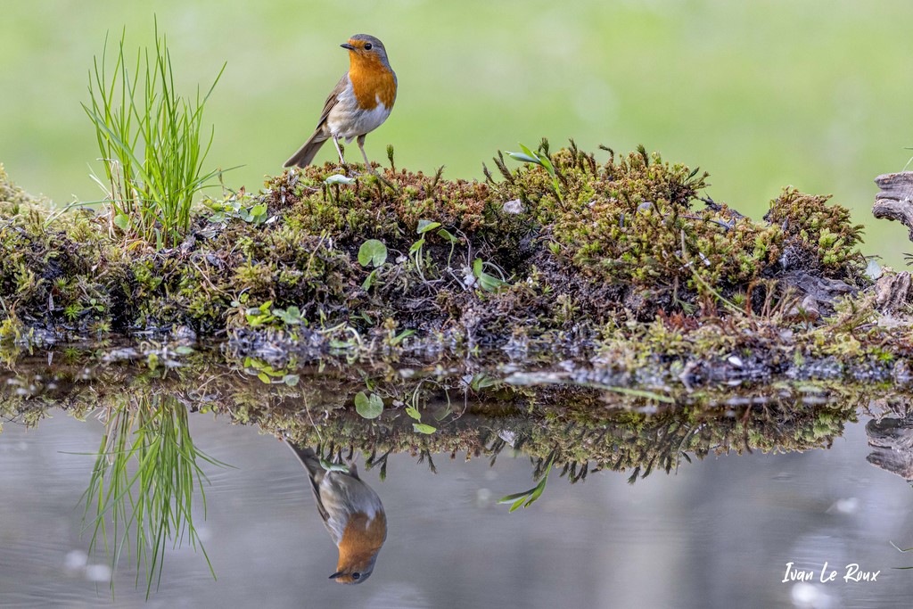 "Les Oiseaux du Jardin" - Reflet dans l'eau Rouge-Gorge - 2021