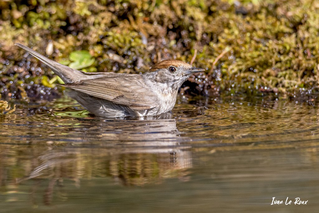 "Les Oiseaux du Jardin" - Mme Fauvette  à tête noire prend son bain - 2021