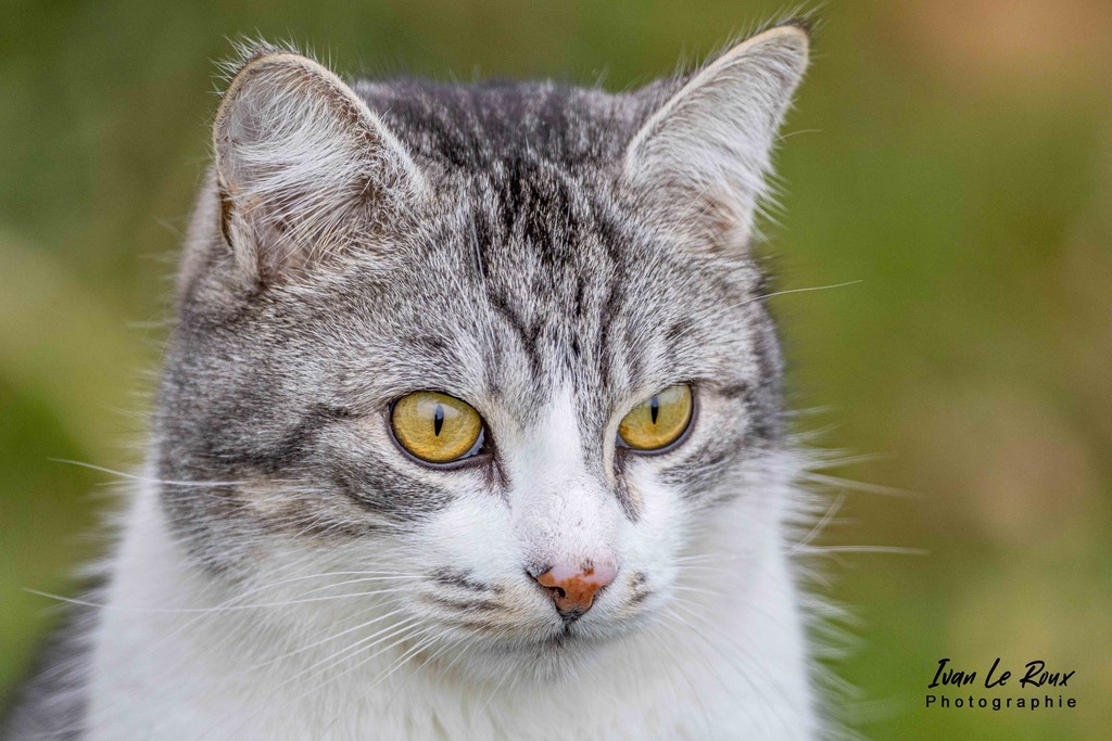 Portrait "Charlie" - Romilly-la-Puthenaye (27) - 2022