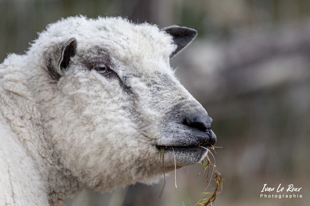 Portrait Bélier "Avranchin" - Romilly-la-Puthenaye (27)