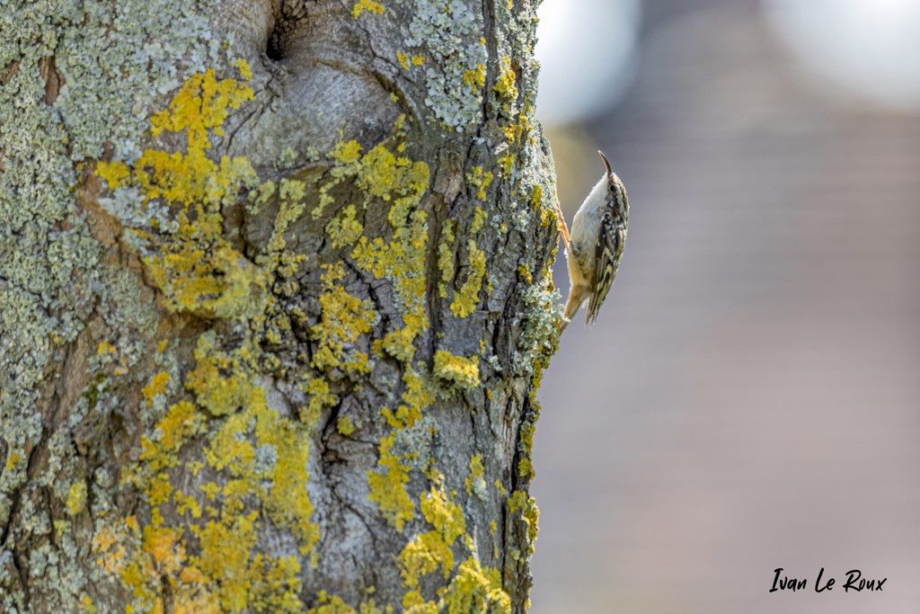 "Les Oiseaux du Jardin" - Grimpereau des Bois - 2021 - Romilly-la-Puthenaye (27)