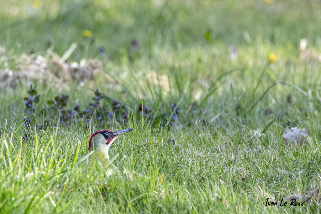 "Les Oiseaux du Jardin" - Pic Vert (Mâle) - 2021 - Romilly-la-Puthenaye (27)