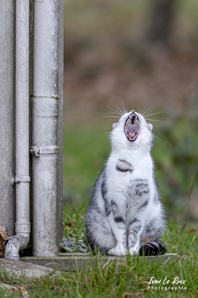 Le Chat "Chanteur" - Romilly-la-Puthenaye (27) - 2022