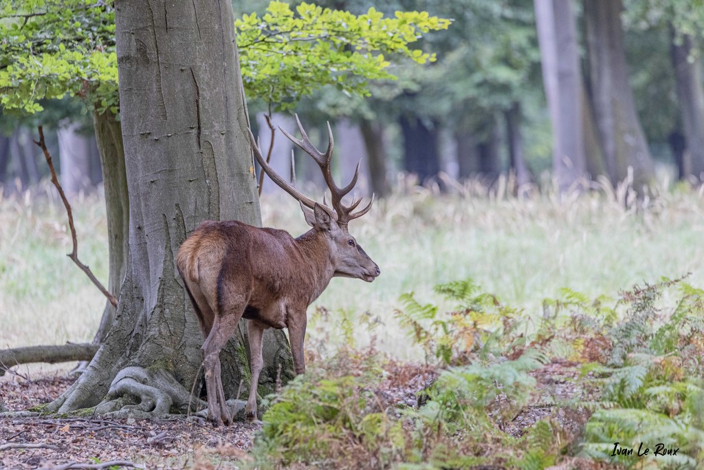 Cerf Romilly-la-Puthenaye