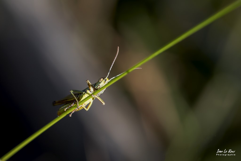 Sauterelle - Nous sommes observés... - Romilly-la-Puthenaye (27) - 2022 - Canon EOS 5D Mark IV, Sigma 105mm F2.8 EX DG OS HSM, 105 mm, 1/500s, f/6.3 ISO 400  Priorité Ouverture