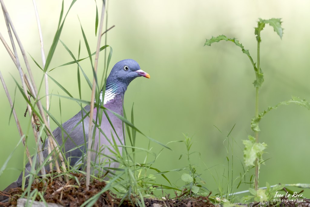 Pigeon Ramier ou Palombe - 2022 - Canon EOS 5D Mark IV, Sigma 500 mm F/4 OS HSM SPORTS 500 mm  1/640s, f/4 ISO 800  Priorité Ouverture​ Ivan Le Roux Photographe