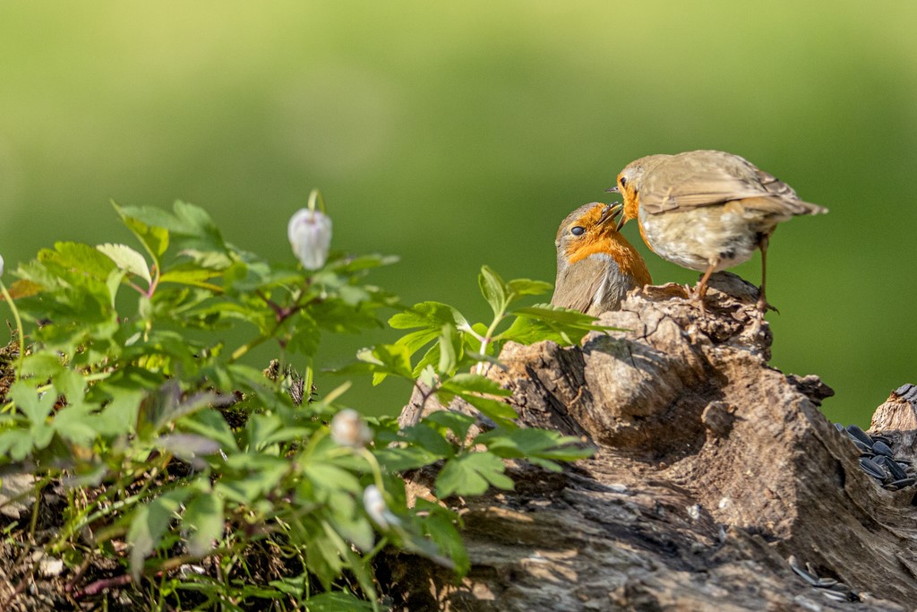 "Les Oiseaux du Jardin" - Rouge-Gorge "L'offrande"  - 2021