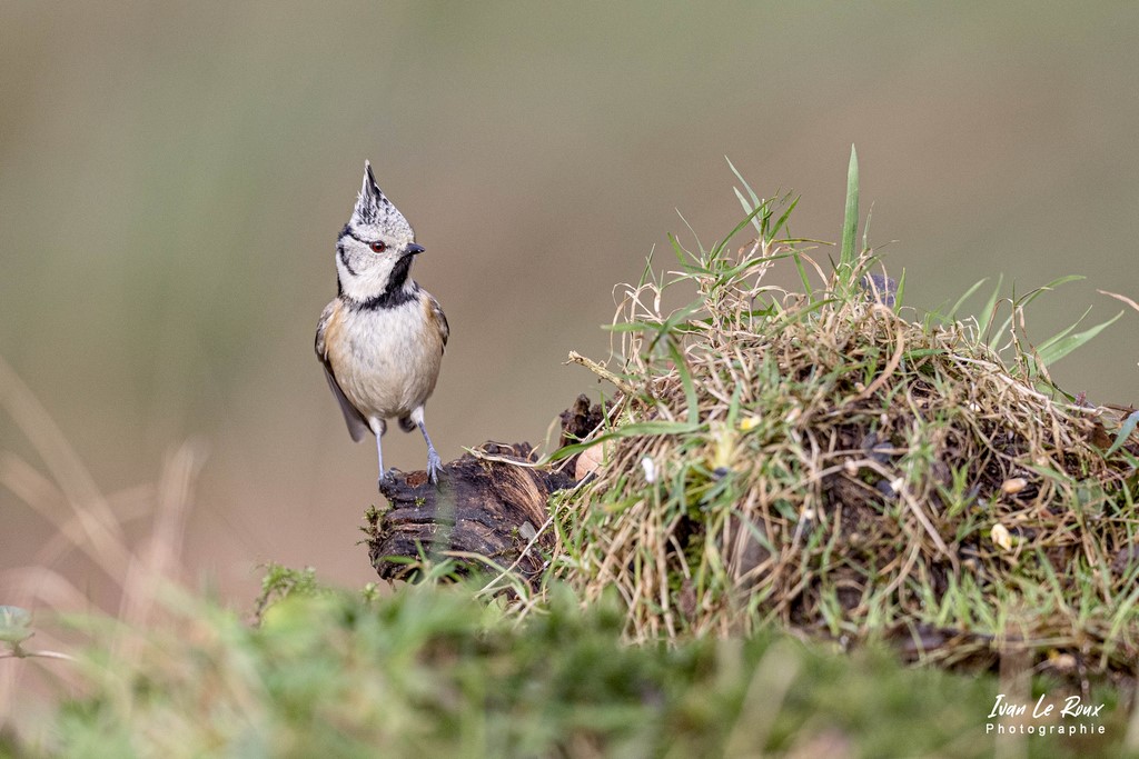 La Mésange Huppée - Romilly-la-Puthenaye (27) - 2022