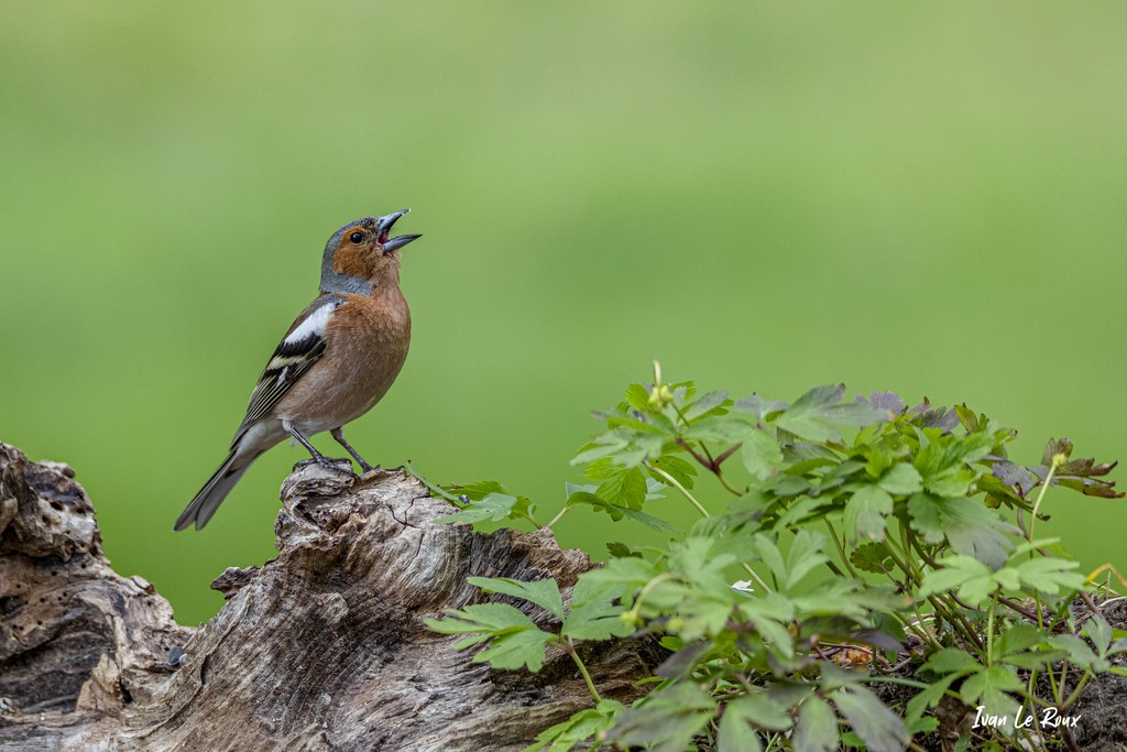 Le Pinson des ar bres (mâle) chanteur