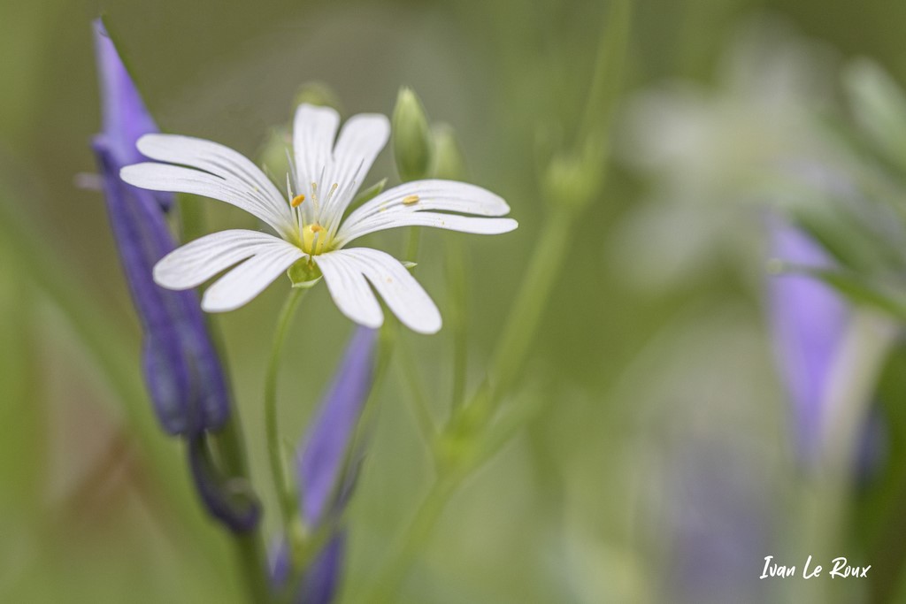 Stellaire holostée - Romilly-la-Puthenaye (27) - 2021